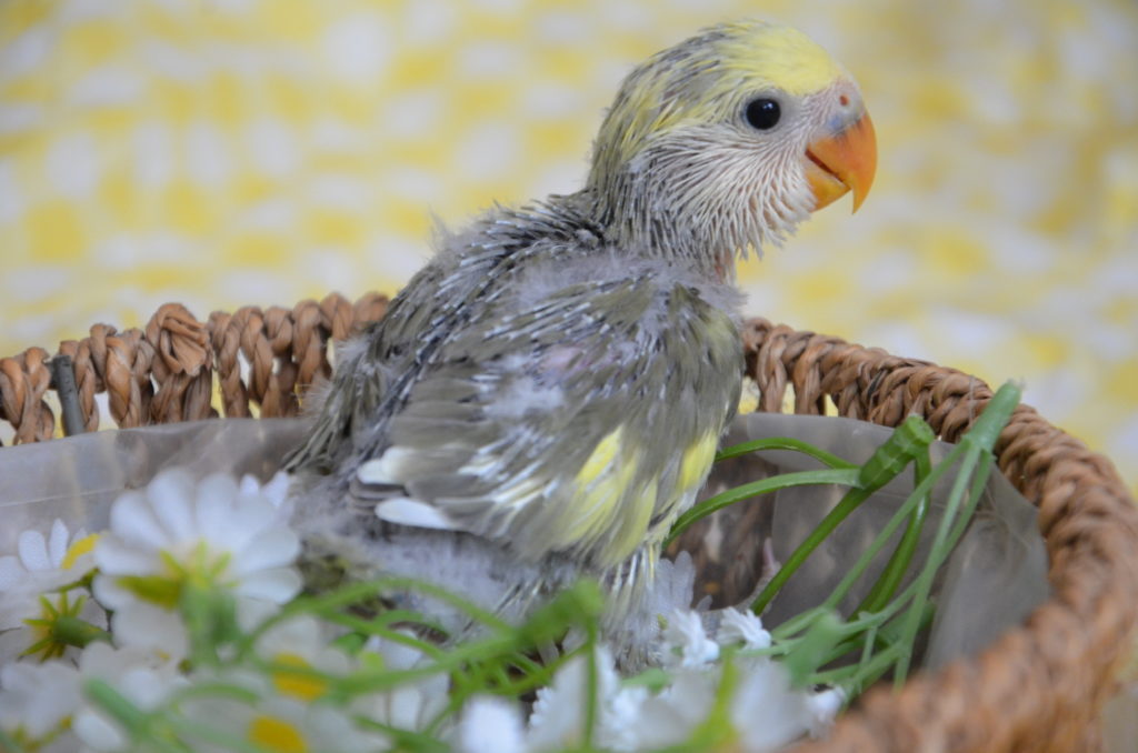 コザクラインコ