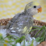 コザクラインコ