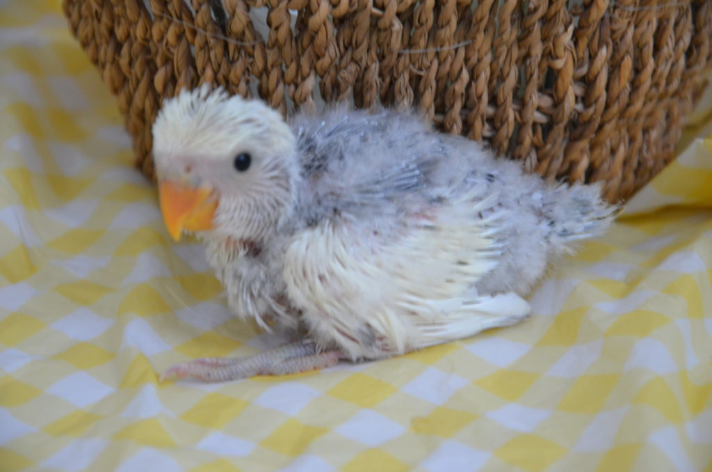 コザクラインコ