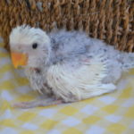 コザクラインコ