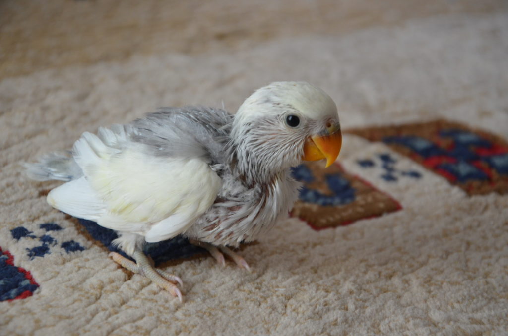 コザクラインコ　モーブパイド