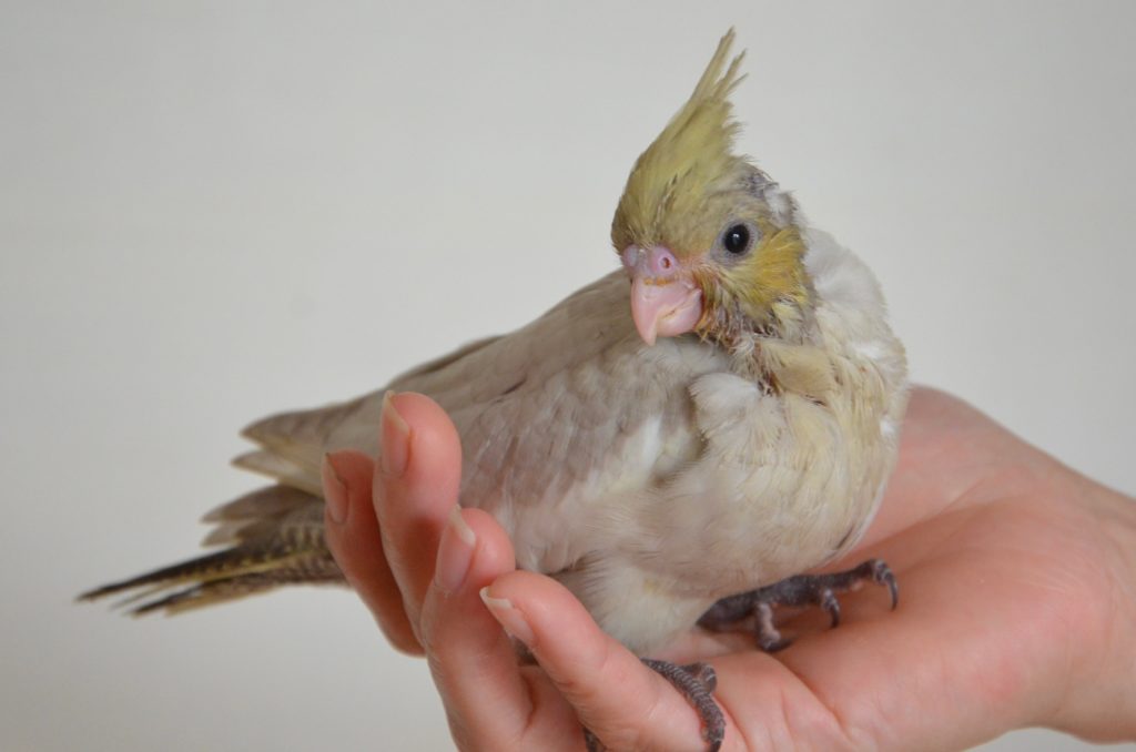 オカメインコPFDSDF