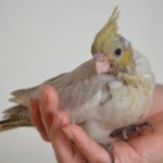 オカメインコPFDSDF