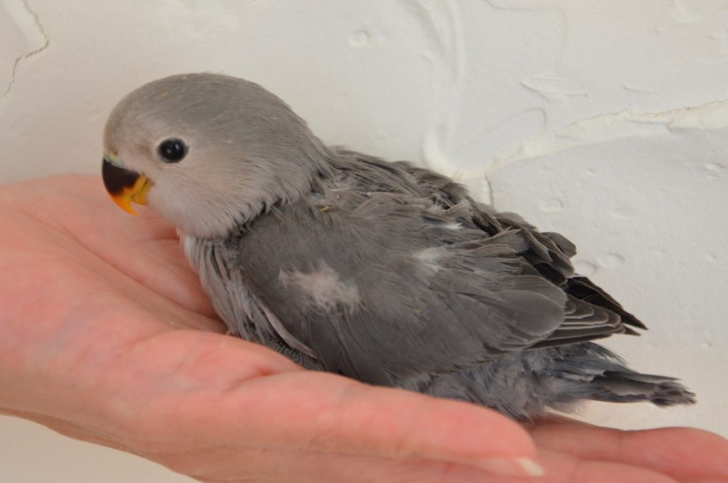 コザクラインコ