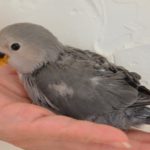 コザクラインコ